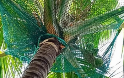 Coconut covering nets In hyderabad