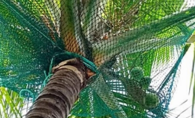 Coconut covering nets in hyderabad